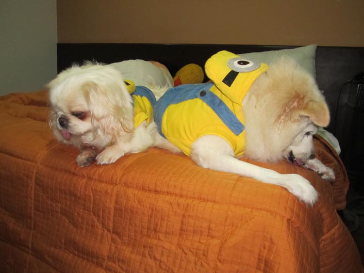 IMG_4732 minion dogs ok.JPG