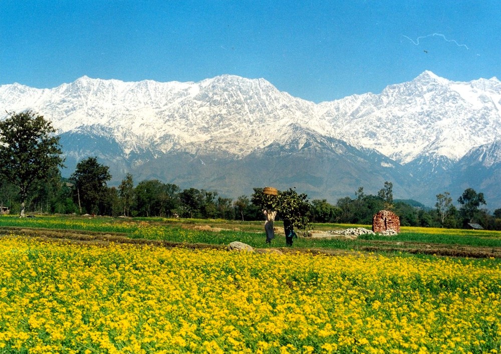 kangra.