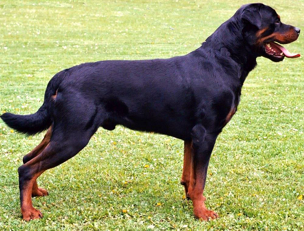 rottweiler.