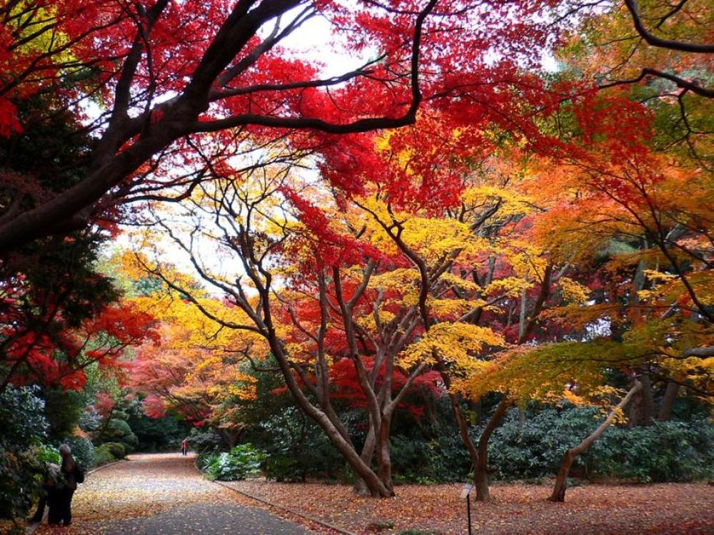 shinjuku-gyoen-tokyo-wallpaper-hd.