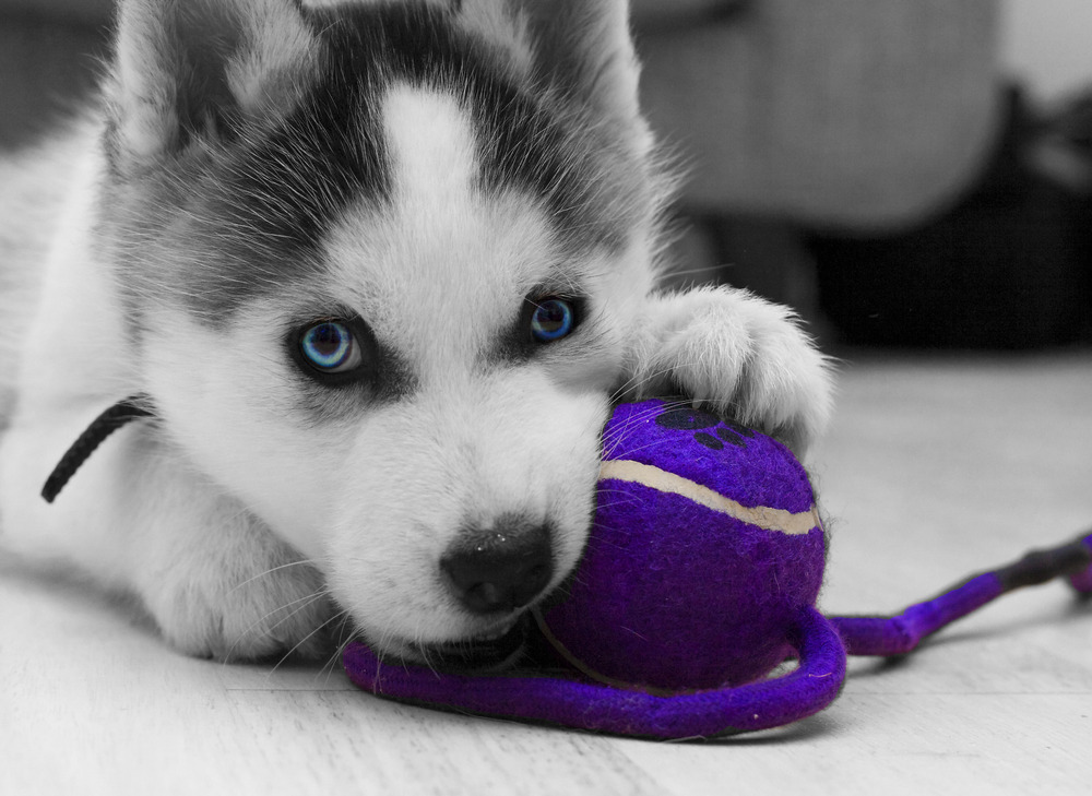 siberian_husky_puppy-other.