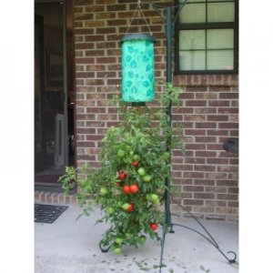 topsy-turvy-tomato_5.