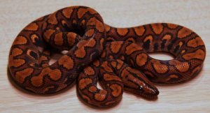 Female Het Hypo Brazilian Rainbow PR-MI-1105 $300.