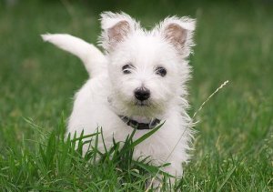 west_highland_white_terrier_6.