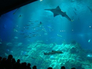 hong-kong-ocean-park-aquarium.