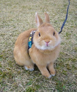 p1180824-bunny-on-a-leash-photomodel.